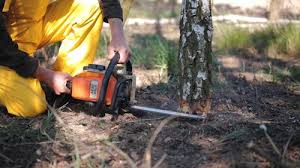 Best Emergency Tree Removal  in Acres Green, CO
