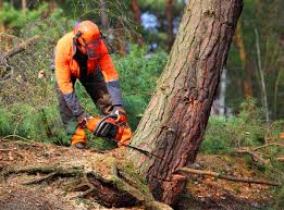 Lawn Watering Services in Acres Green, CO