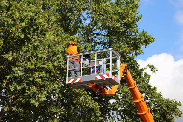 Best Tree Trimming and Pruning  in Acres Green, CO