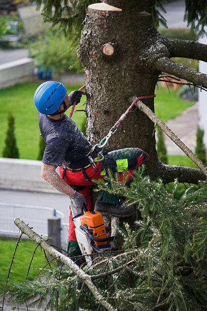 Best Lawn Pest Prevention  in Acres Green, CO