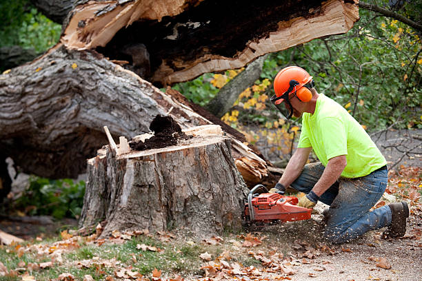 Best Palm Tree Trimming  in Acres Green, CO